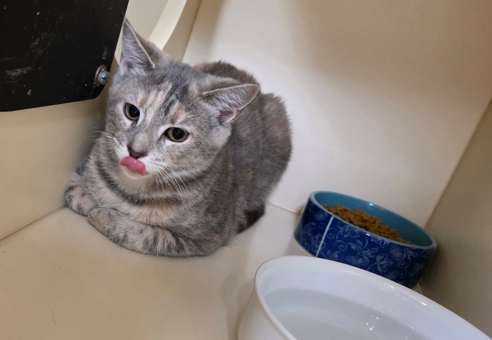 Sassy - Domestic Short Hair