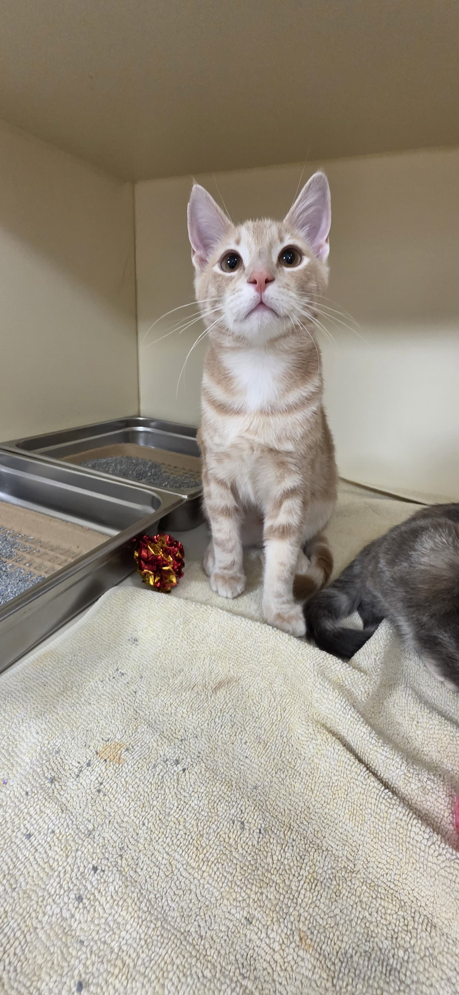 Sunny - Domestic Short Hair
