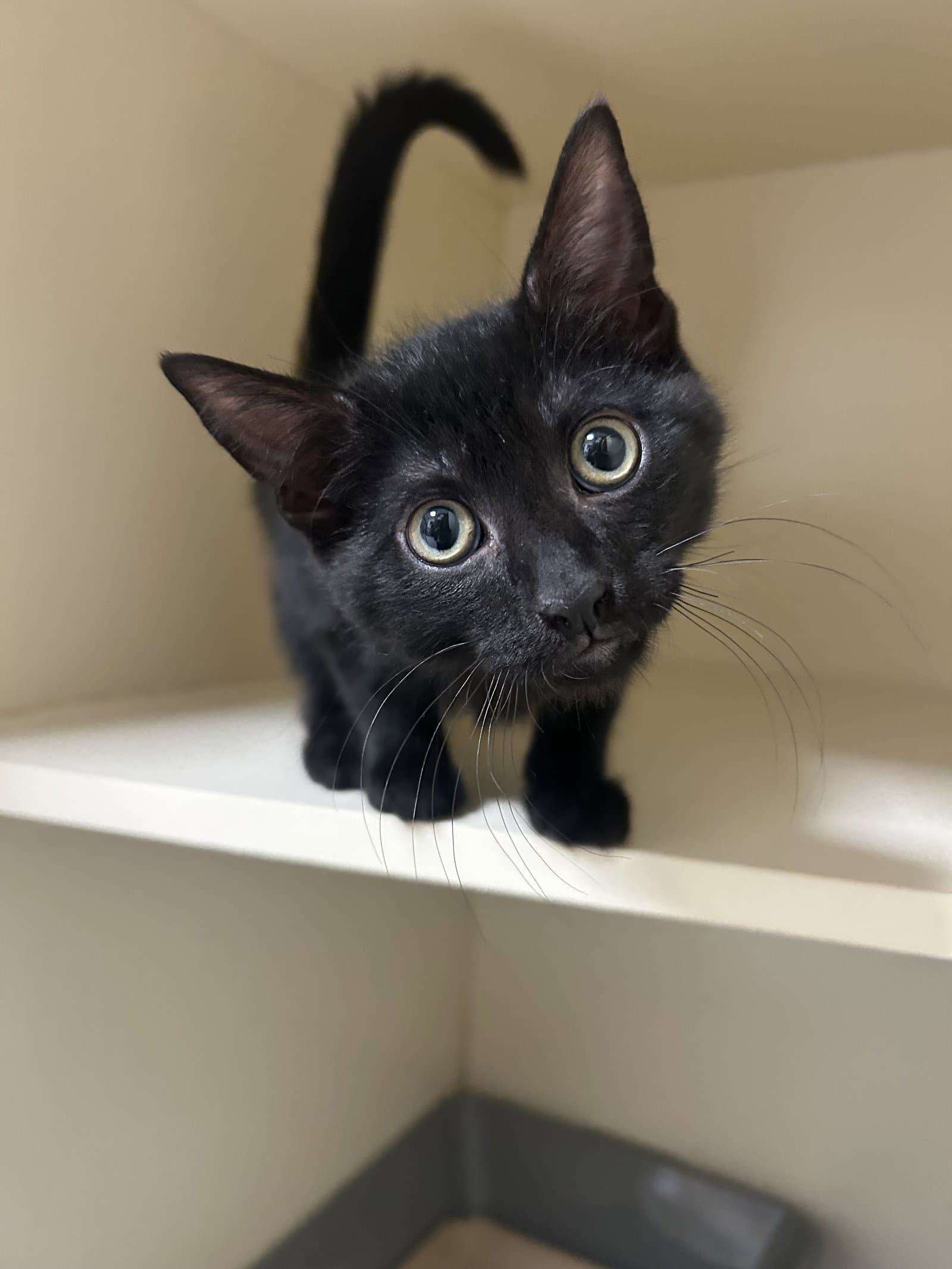 Turbo - Domestic Short Hair