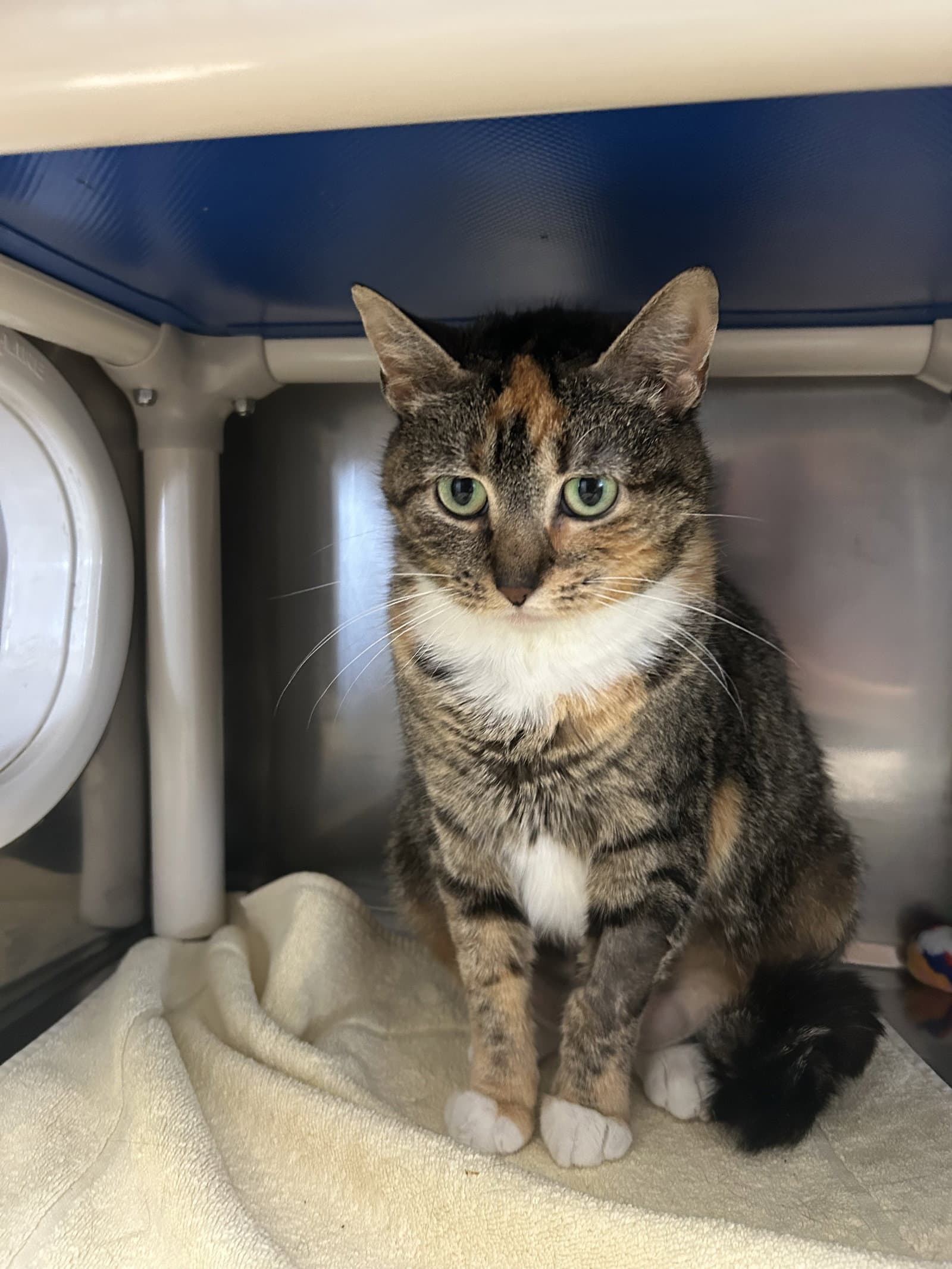 Little Lady - Domestic Short Hair