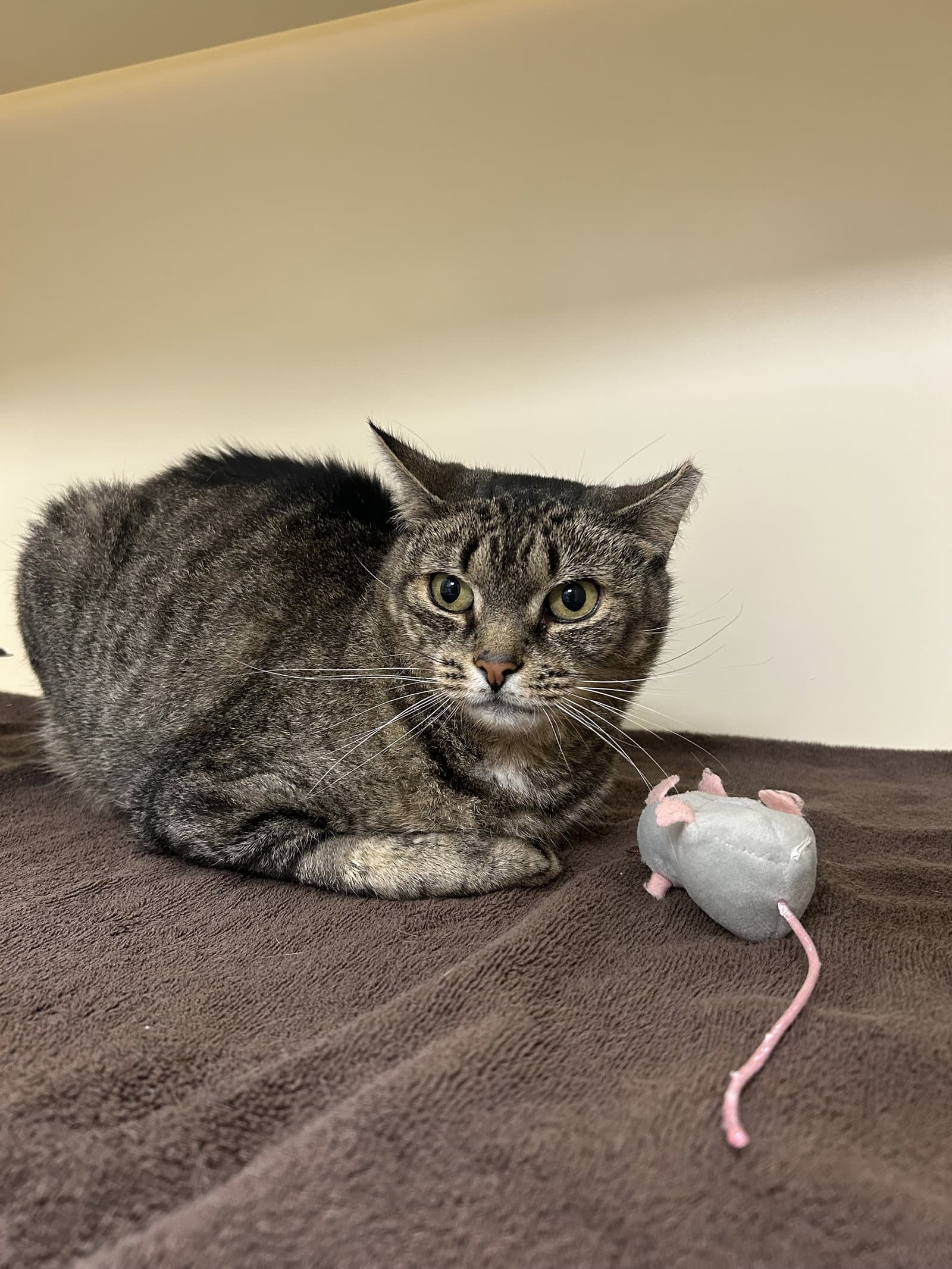 Biscuit - Domestic Short Hair
