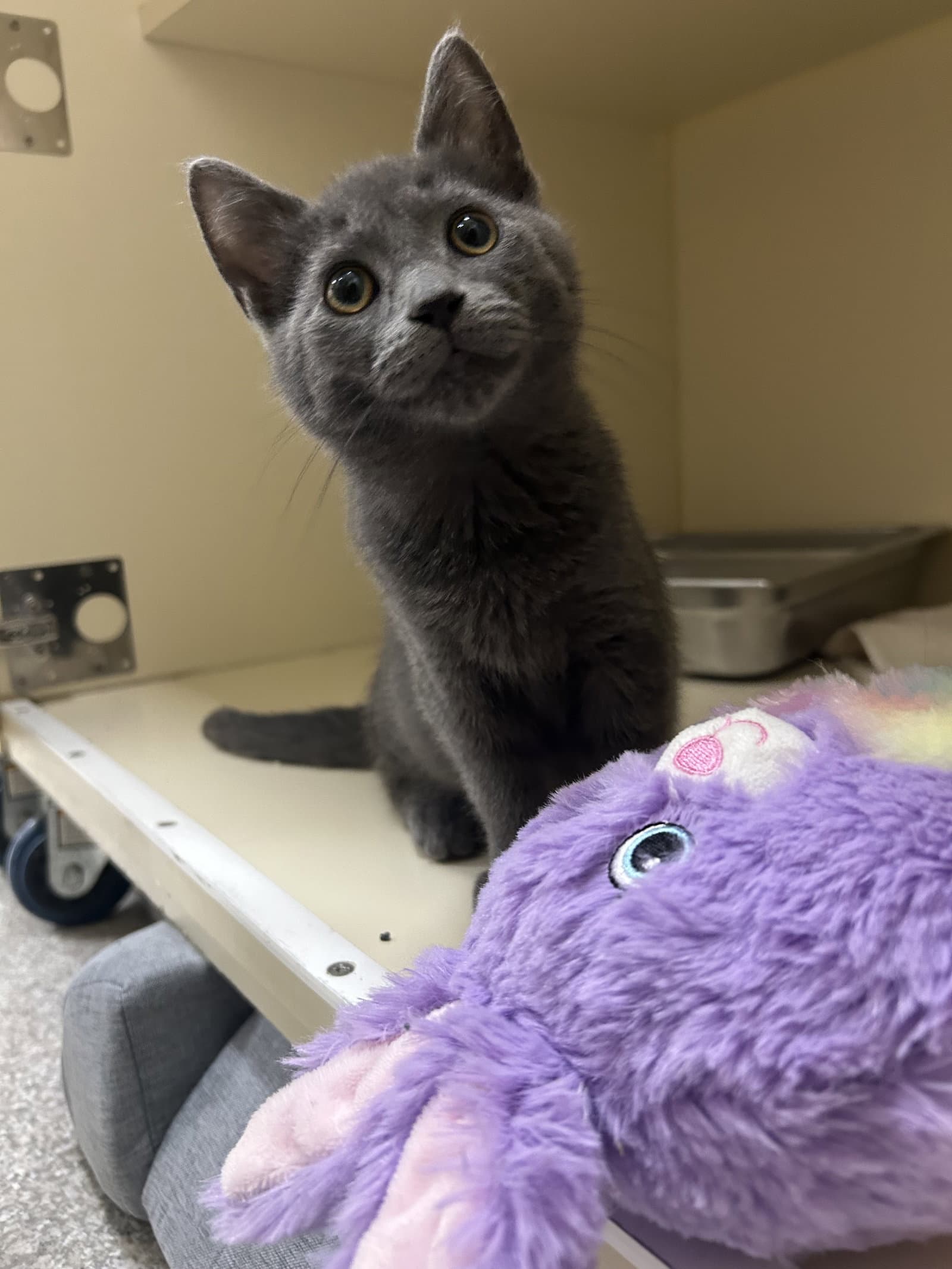 Griffin - Domestic Short Hair