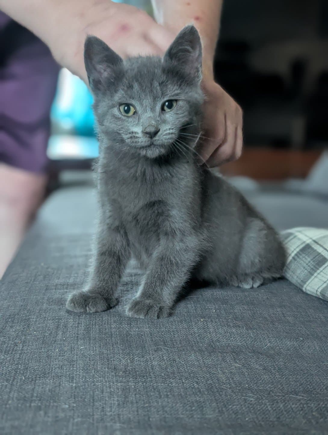 Griffin