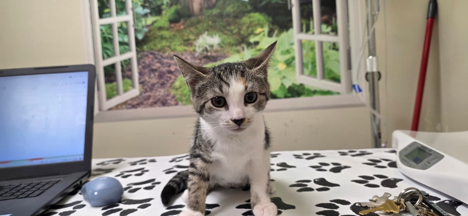 Elsa - Domestic Short Hair