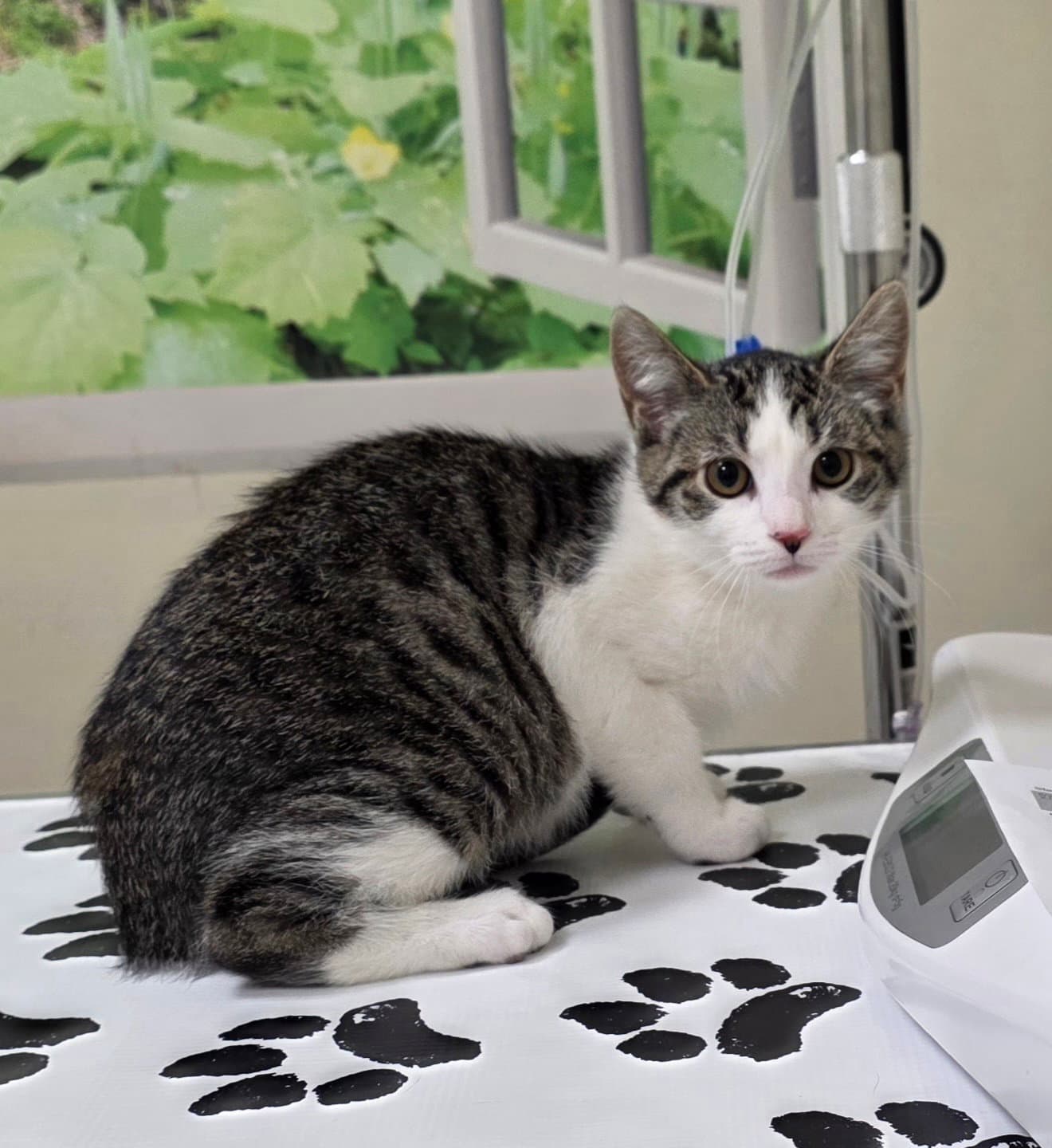Jasmine - Domestic Short Hair