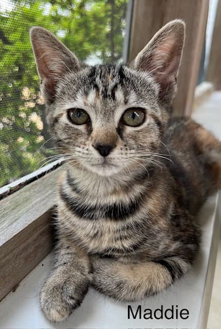 Maddie - Domestic Short Hair