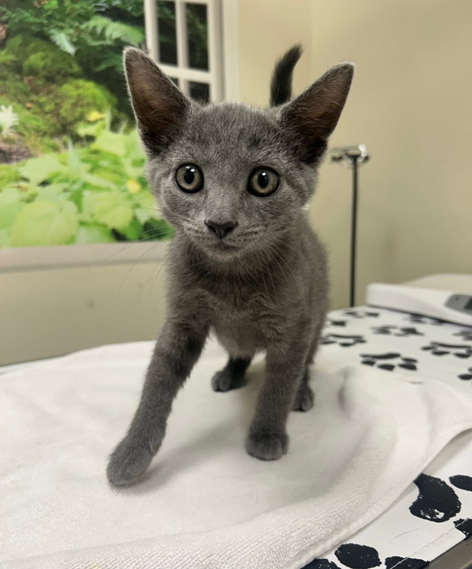 Tyson - Domestic Short Hair