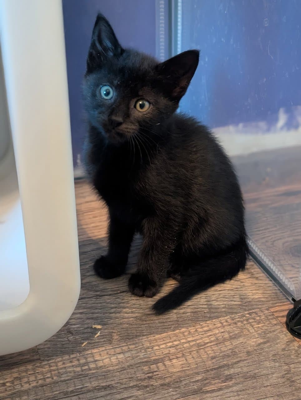Bindi - Domestic Short Hair