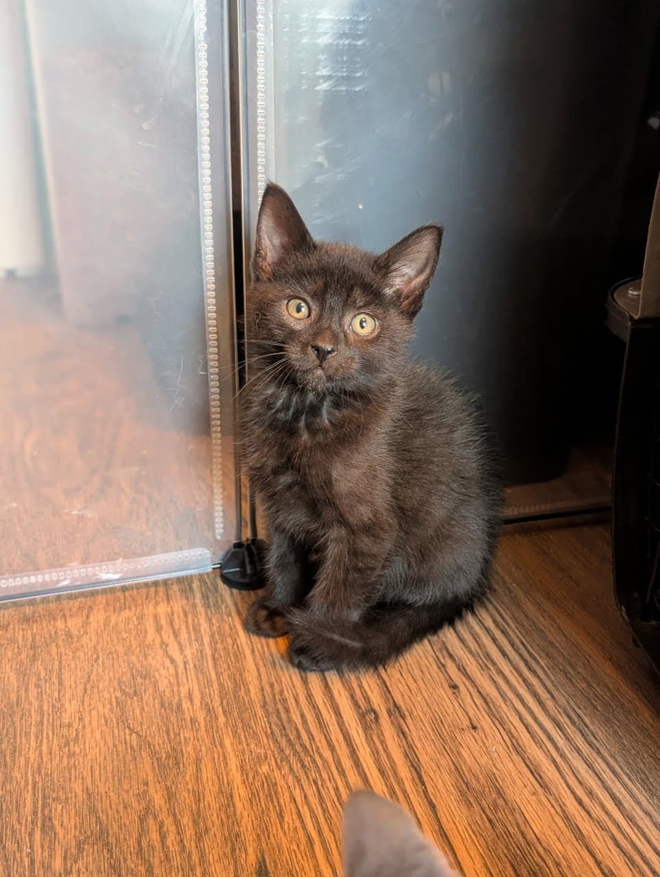 Midnight - Domestic Short Hair