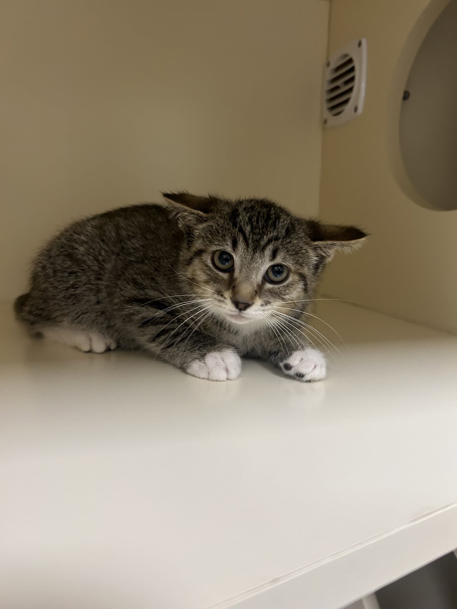 Maverick - Domestic Short Hair
