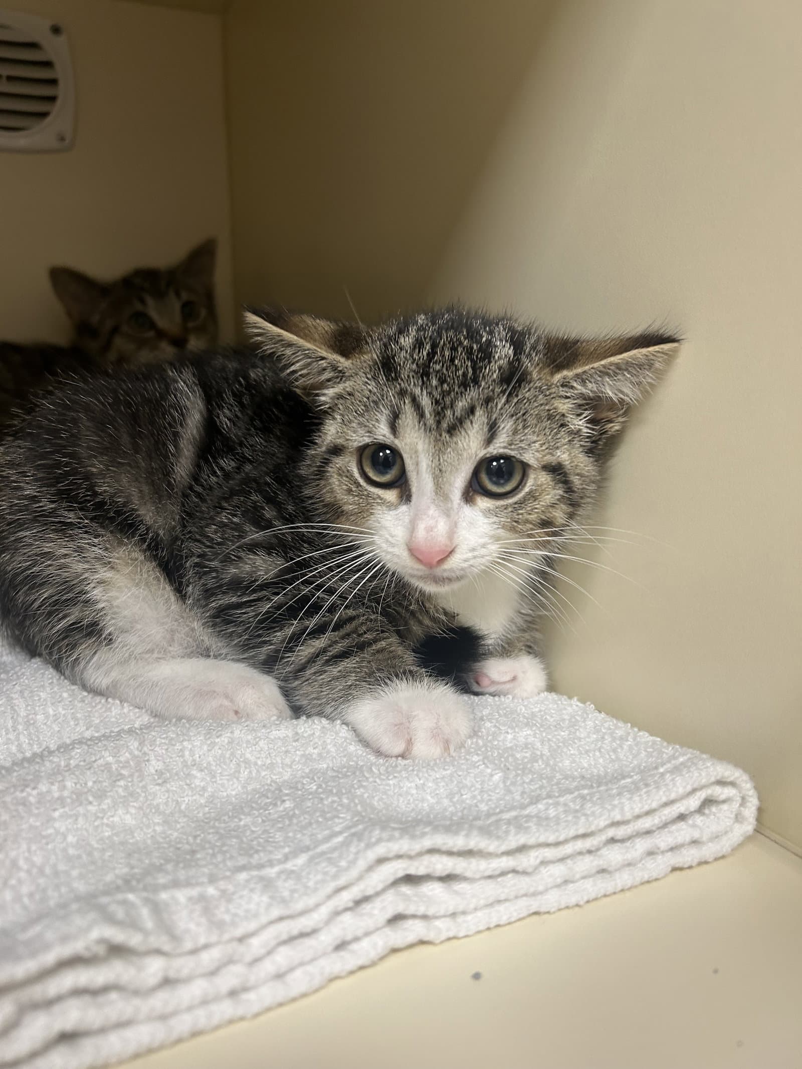 Texas - Domestic Short Hair