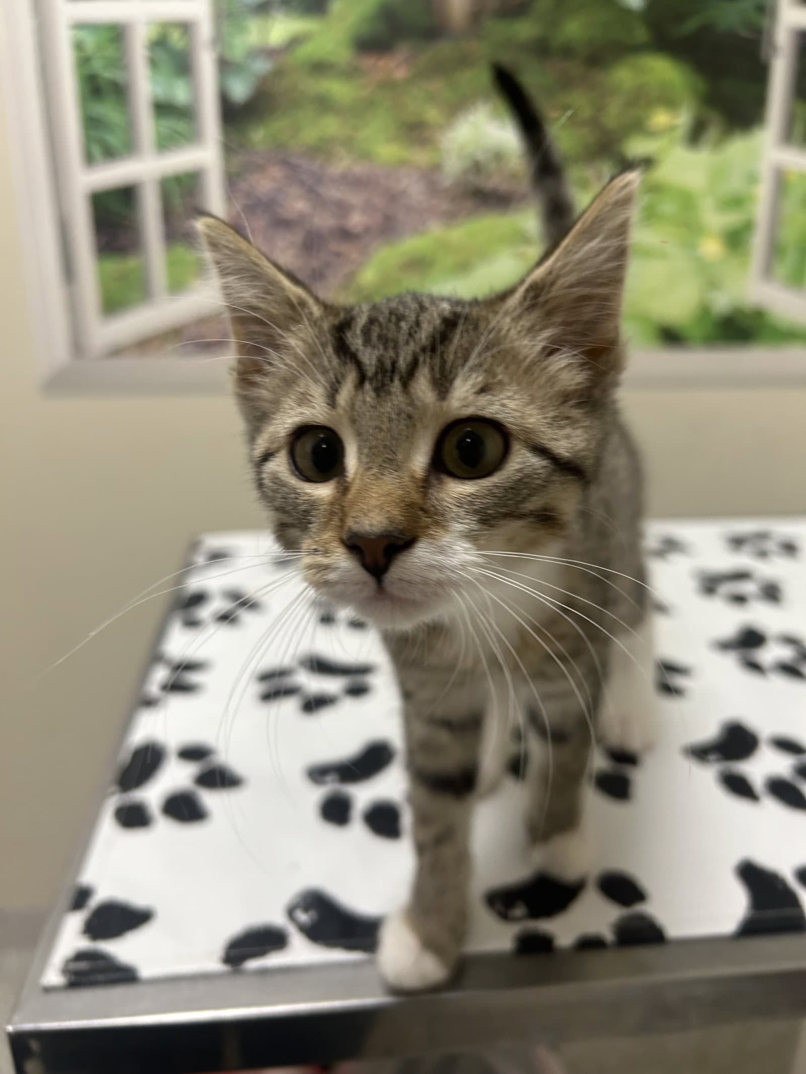 Lottie - Domestic Short Hair