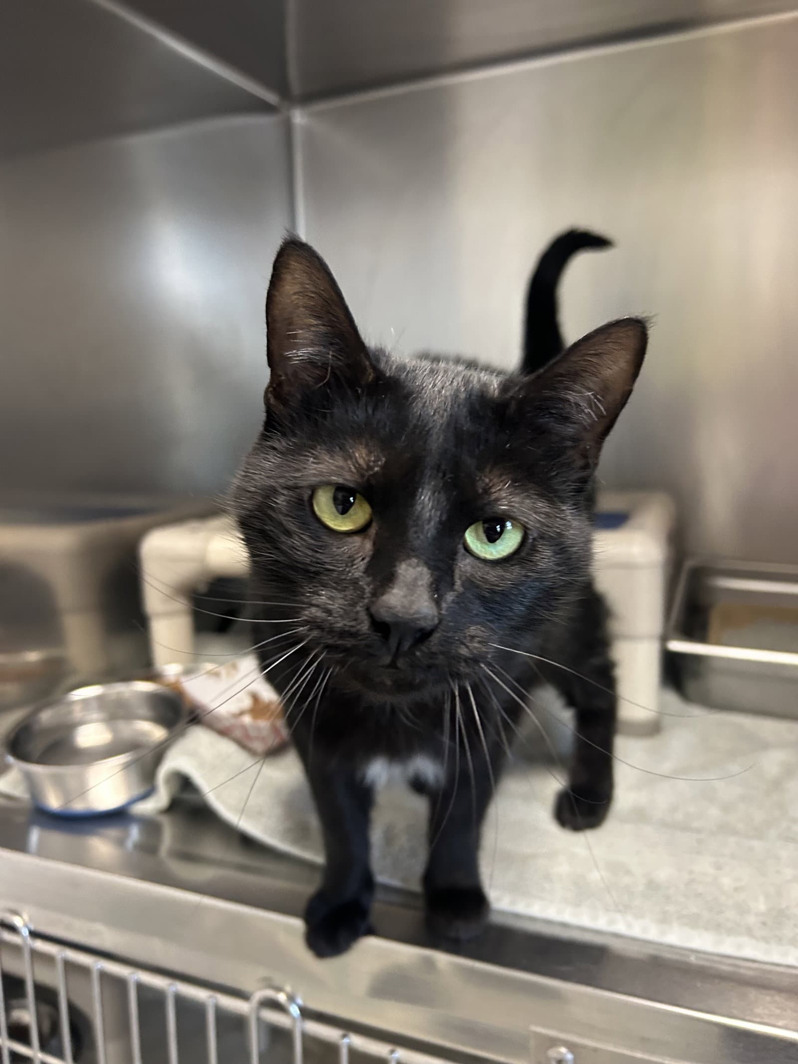 Iris - Domestic Short Hair