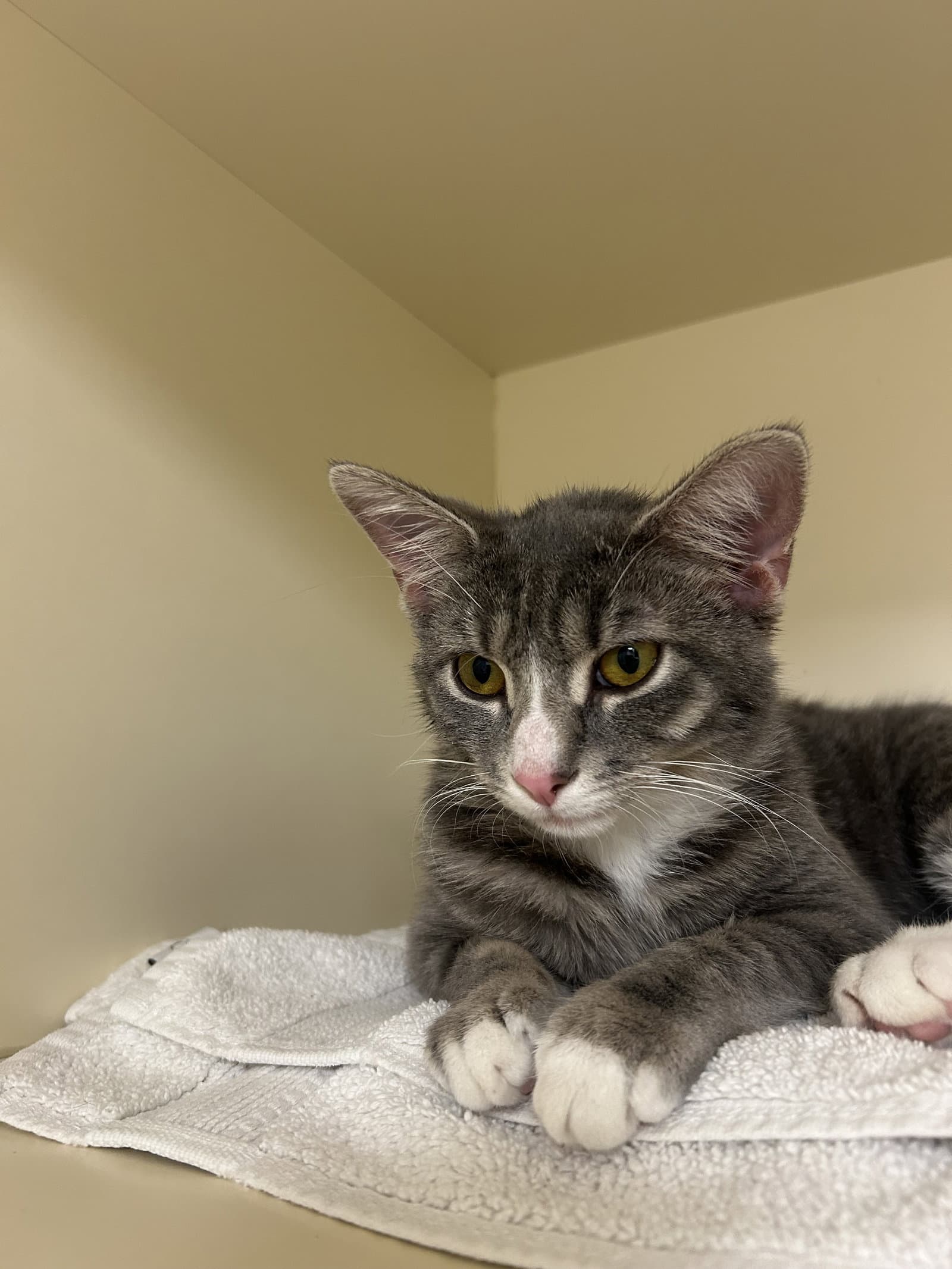 Tippy - Domestic Short Hair