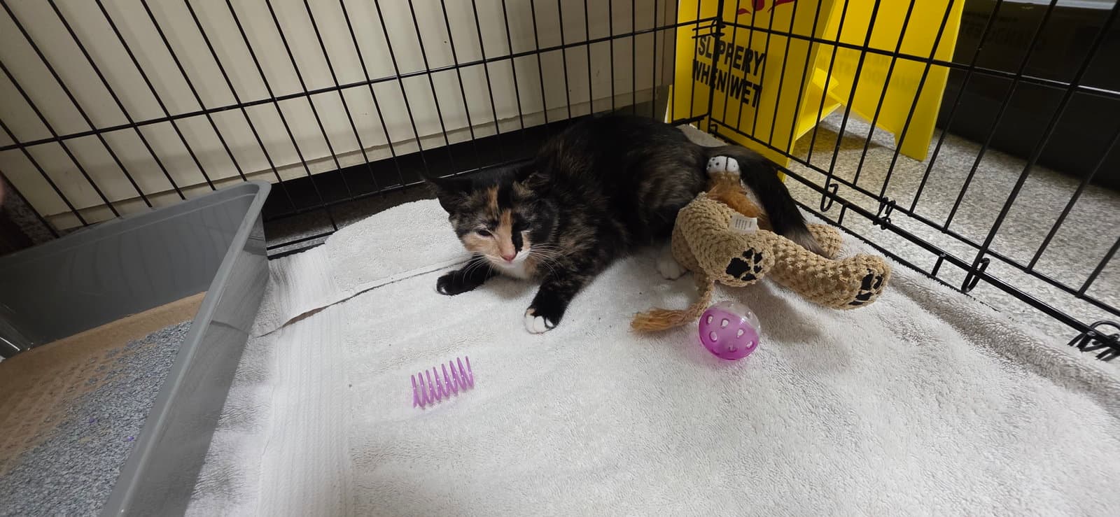 Rainbow - Domestic Short Hair