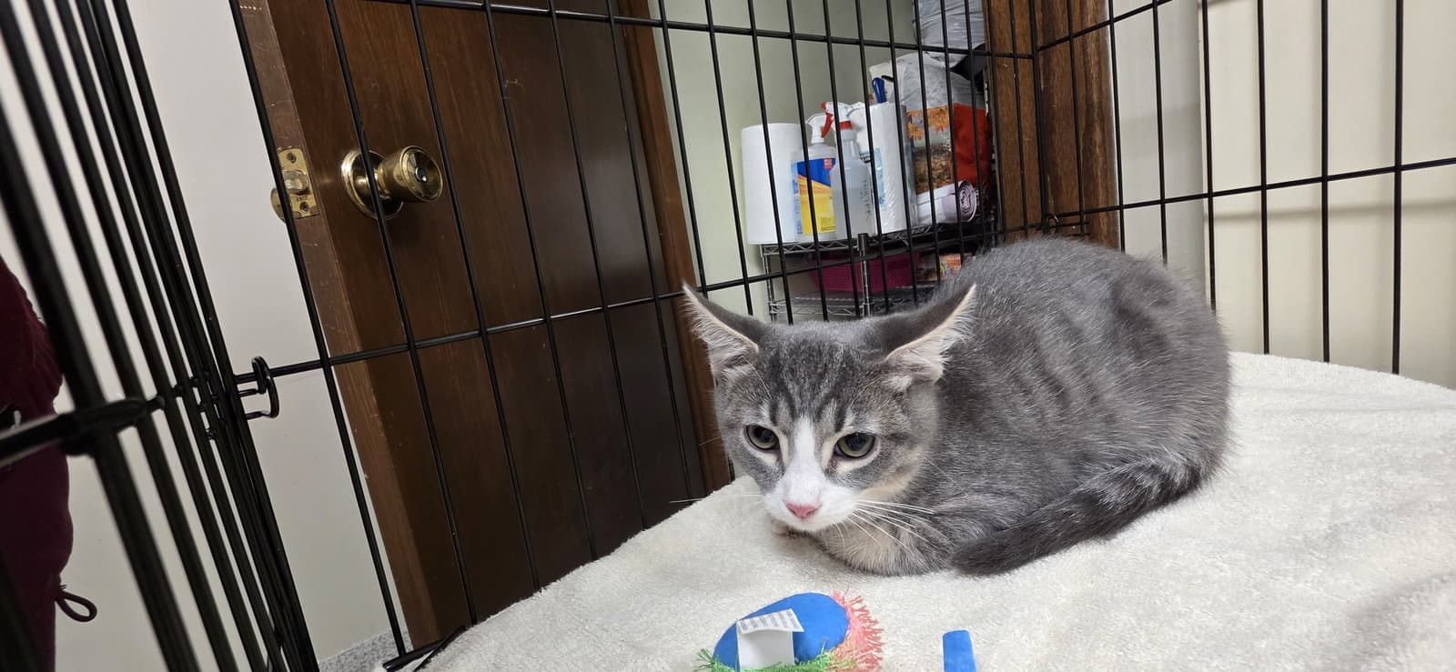 Smokey Joe - Domestic Short Hair