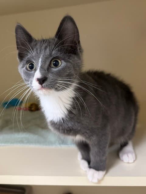 Barnaby - Domestic Short Hair