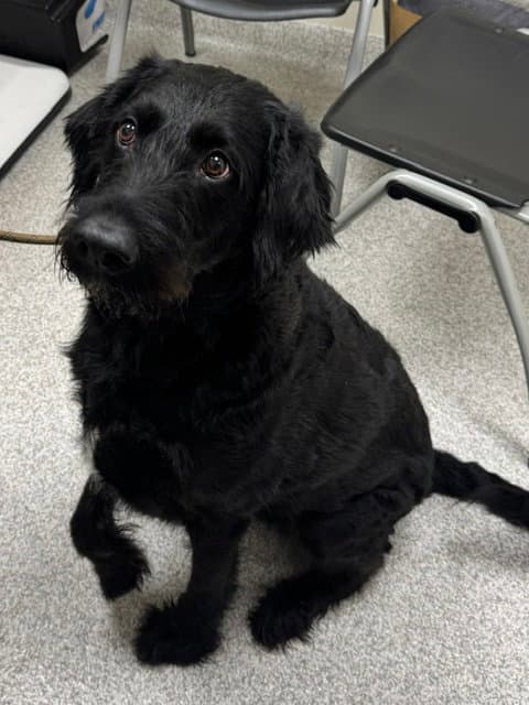 Oreo - Labrador Retriever