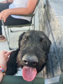 Oreo image 4