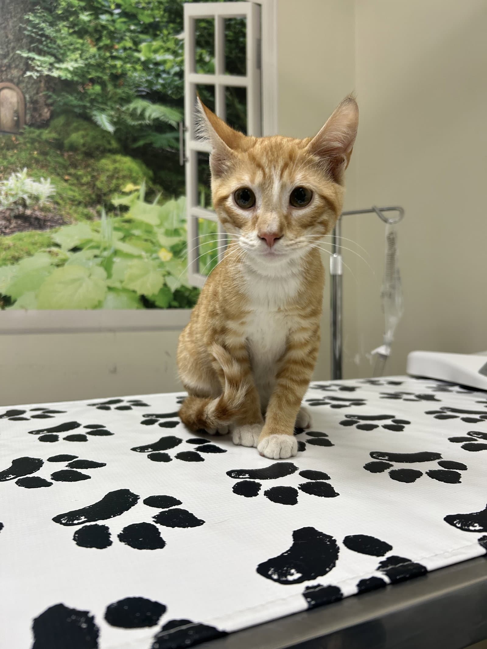 Cheddar - Domestic Short Hair
