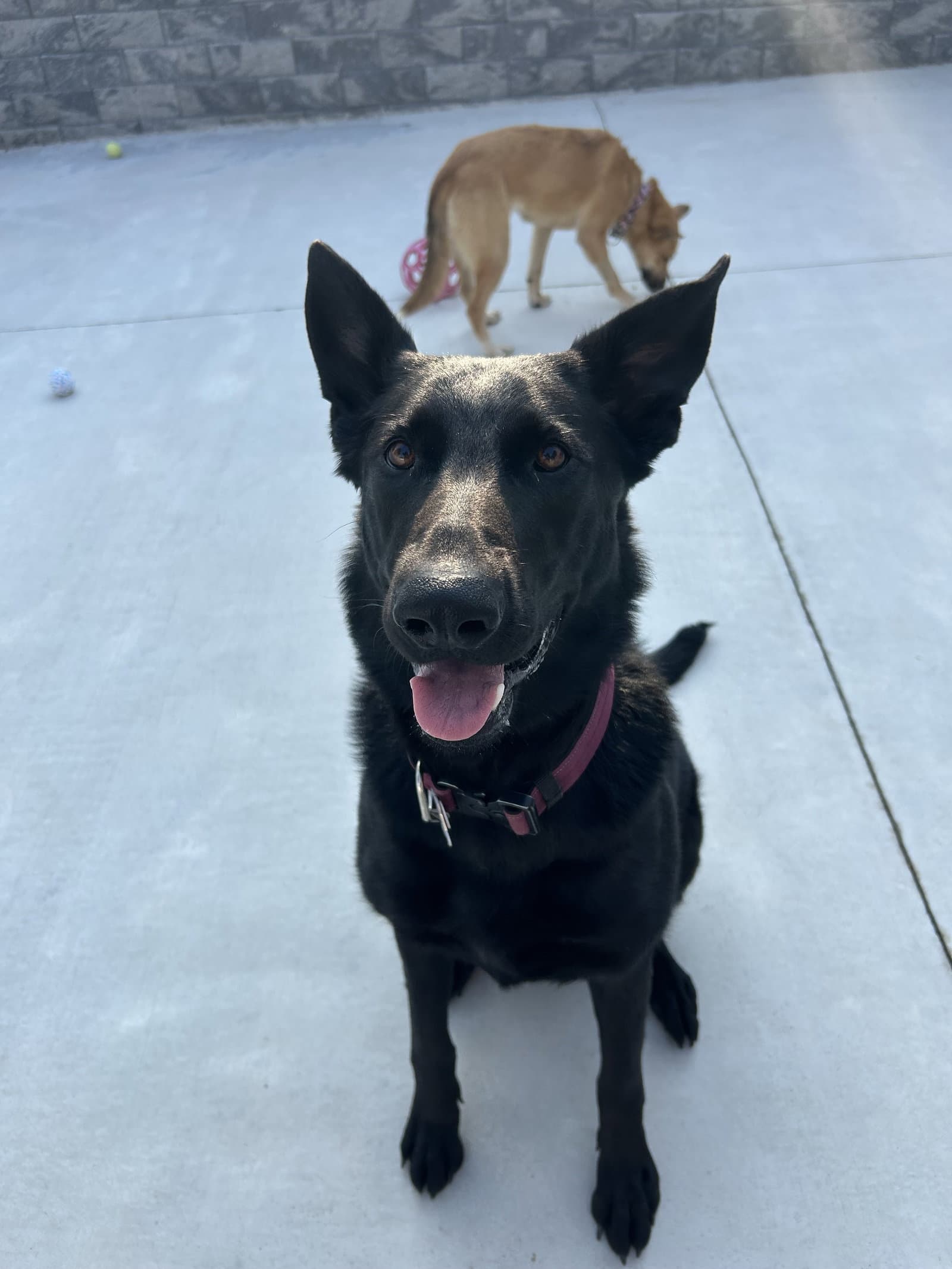 Stormie - German Shepherd Dog