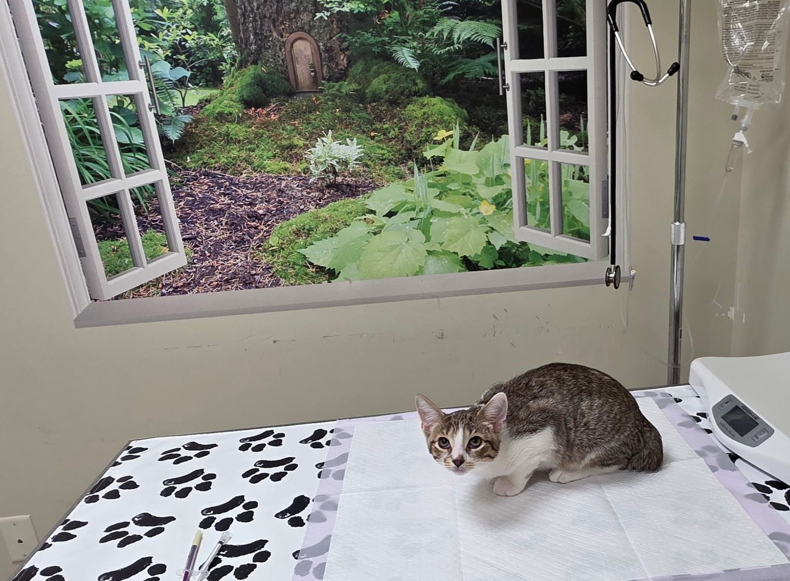 Drake - Domestic Short Hair