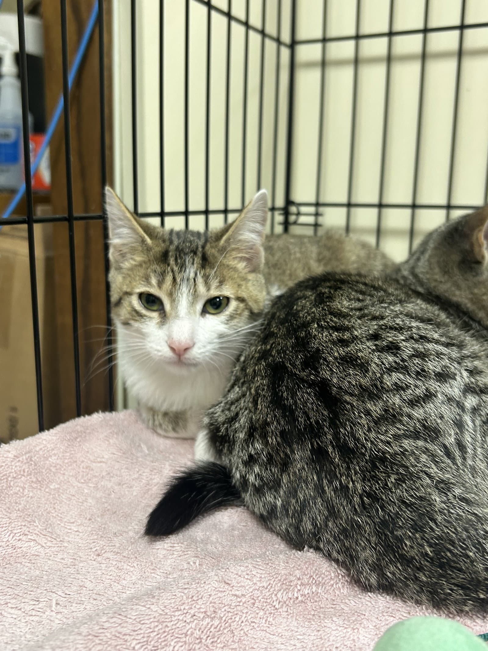 Marshmallow - Domestic Short Hair
