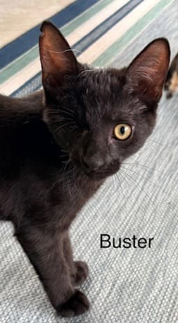 Buster image 1