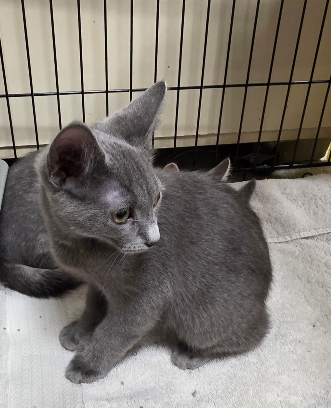 Stormy - Domestic Short Hair
