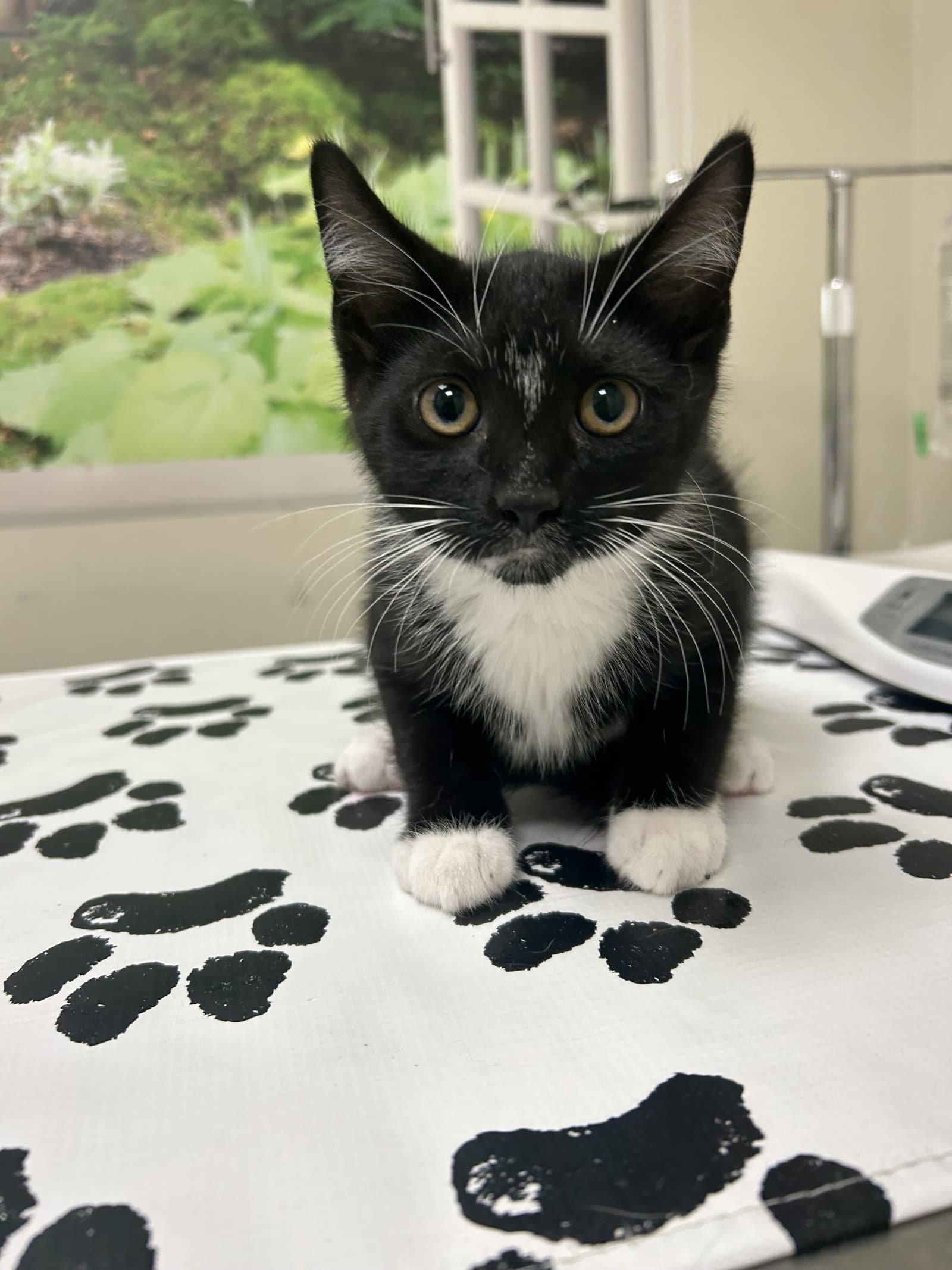 Major - Domestic Short Hair
