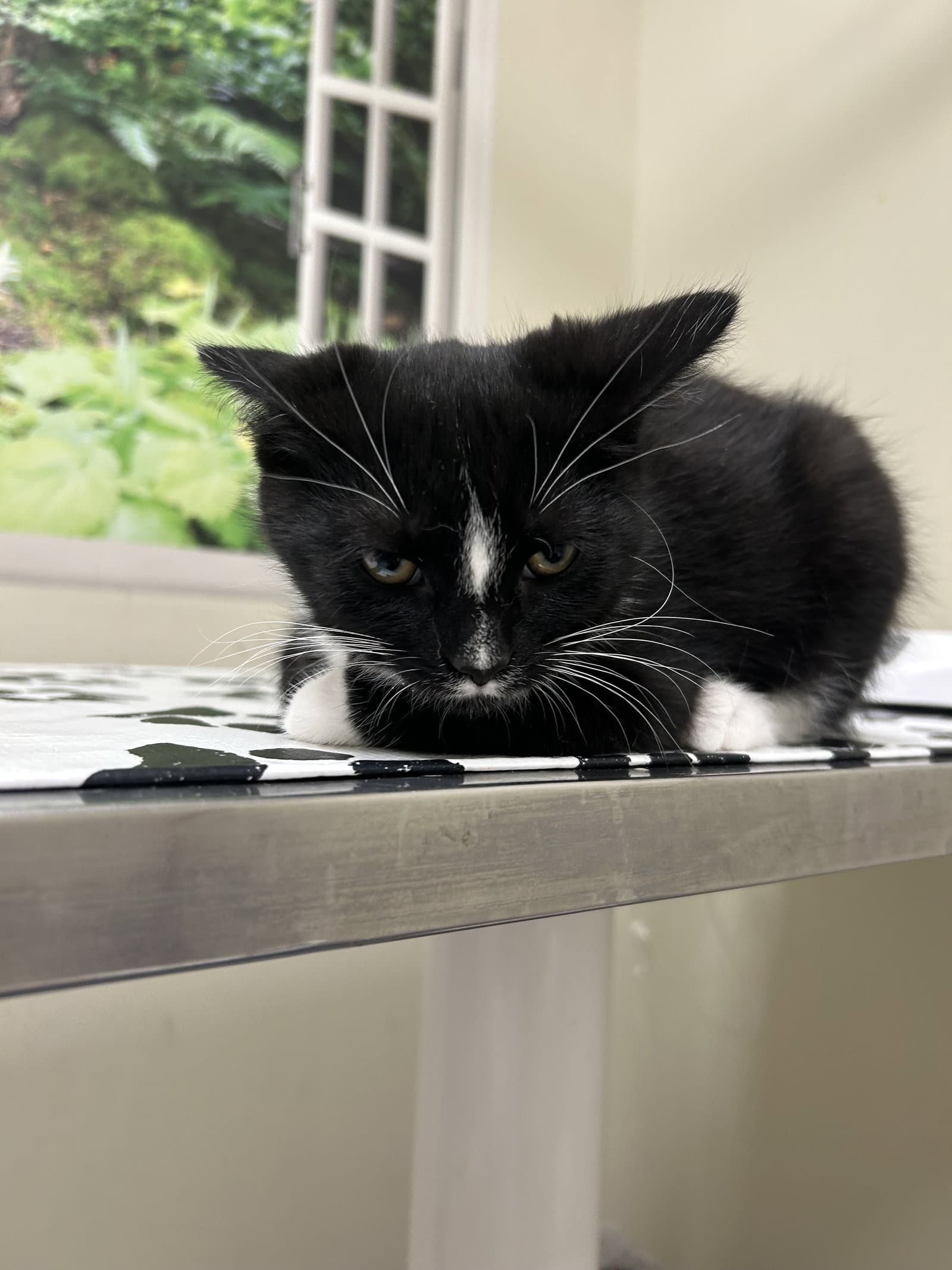 Mingo - Domestic Short Hair