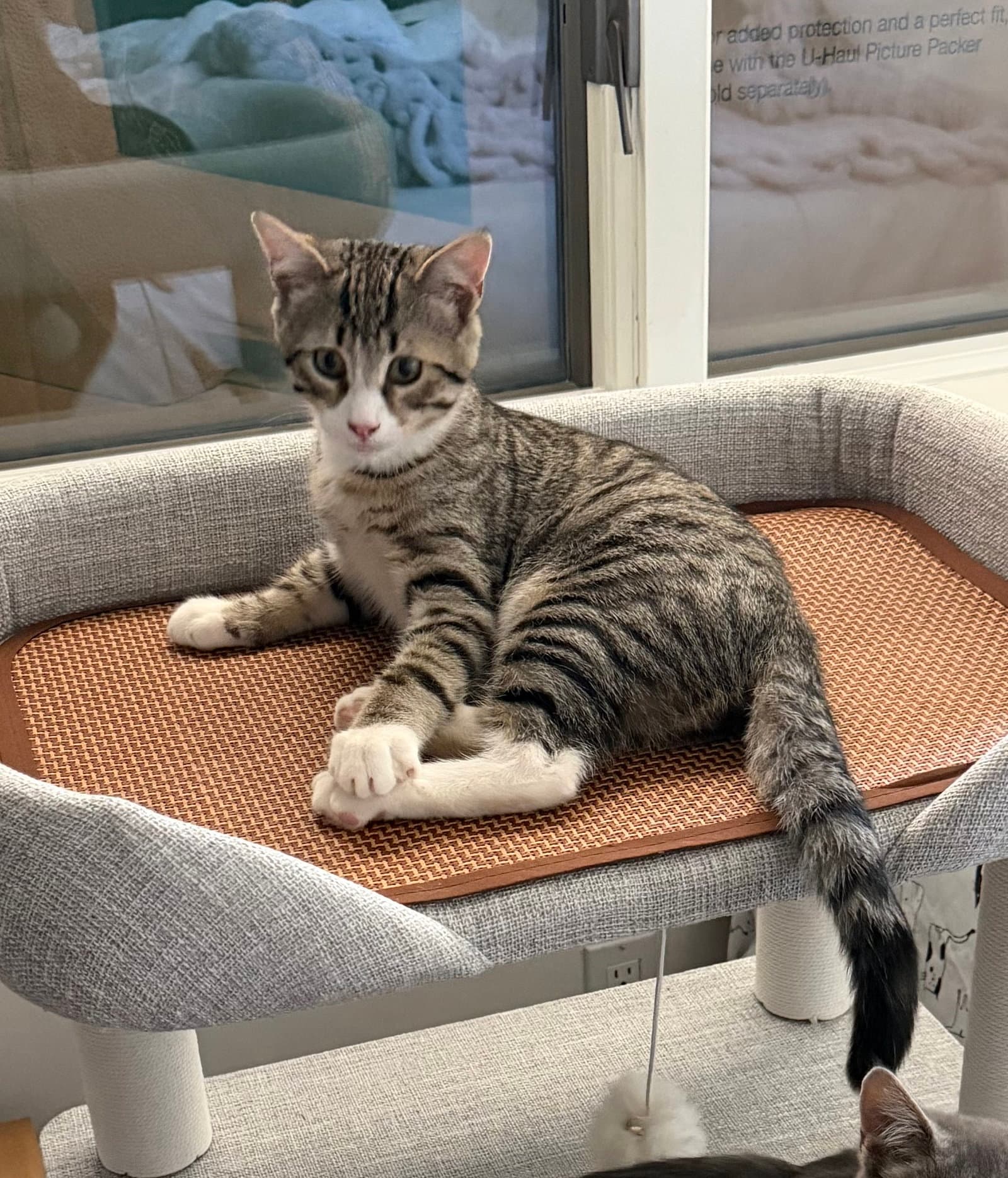 Hurricane - Domestic Short Hair