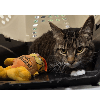 Pumpkin - Domestic Short Hair