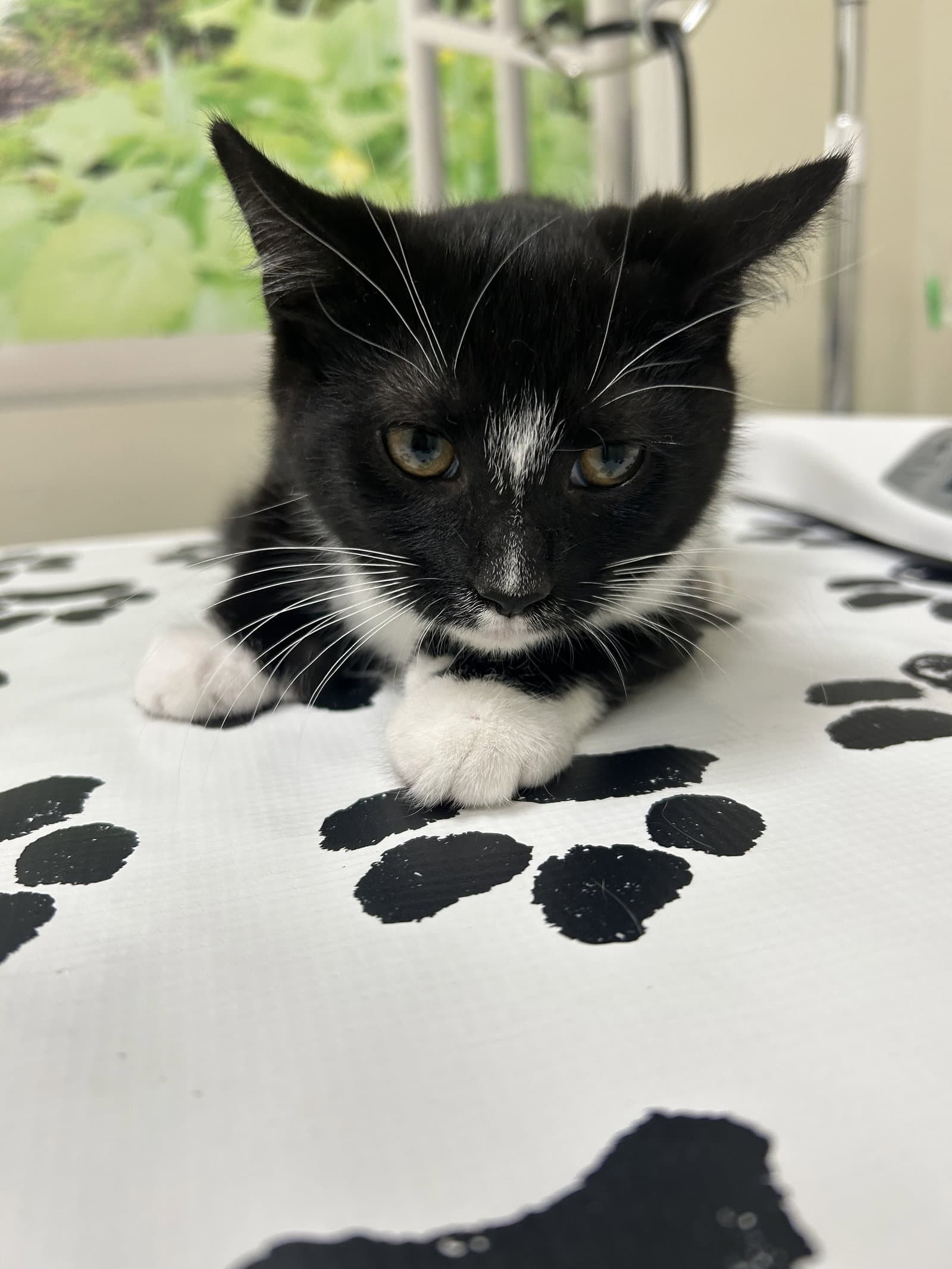 Murdoc - Domestic Short Hair