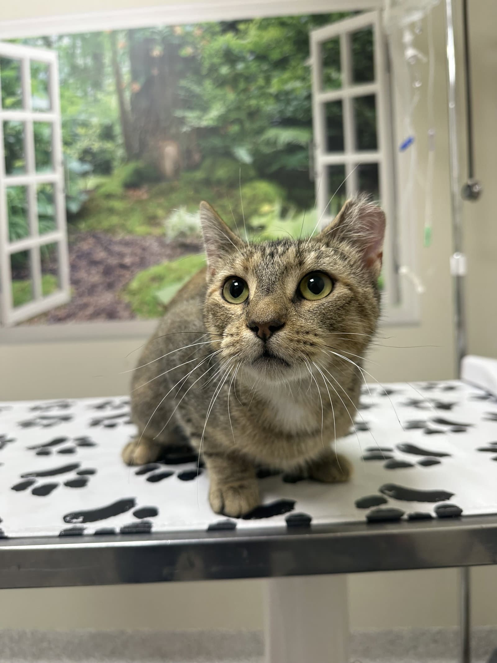 Missy - Domestic Short Hair