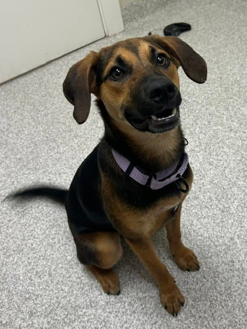 Winnie - Beagle