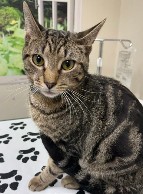 Moose - Domestic Short Hair