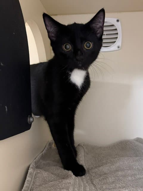 Felicia - Domestic Short Hair