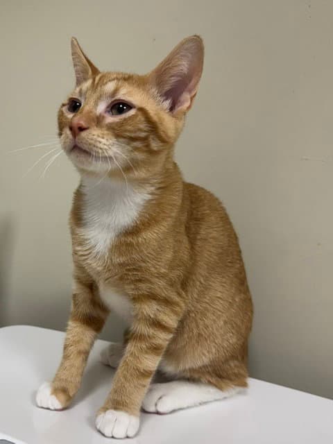 Jake - Domestic Short Hair