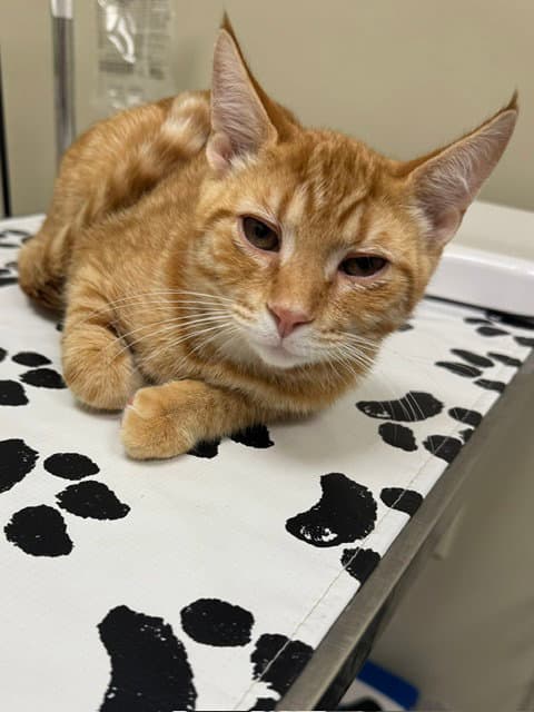 Oliver - Domestic Short Hair