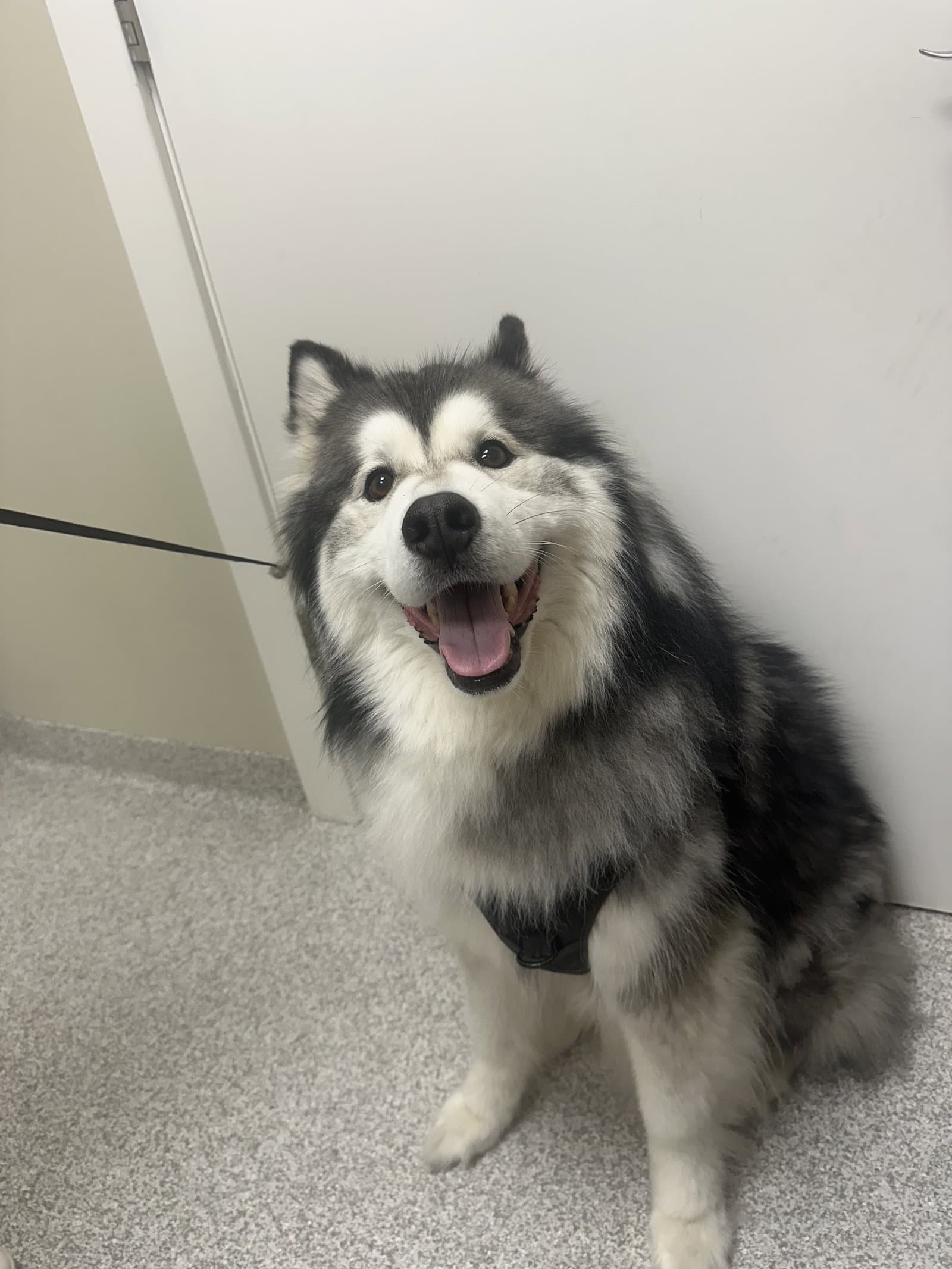 Nikko - Alaskan Malamute