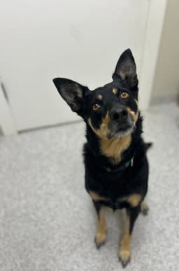 Ziva image 1