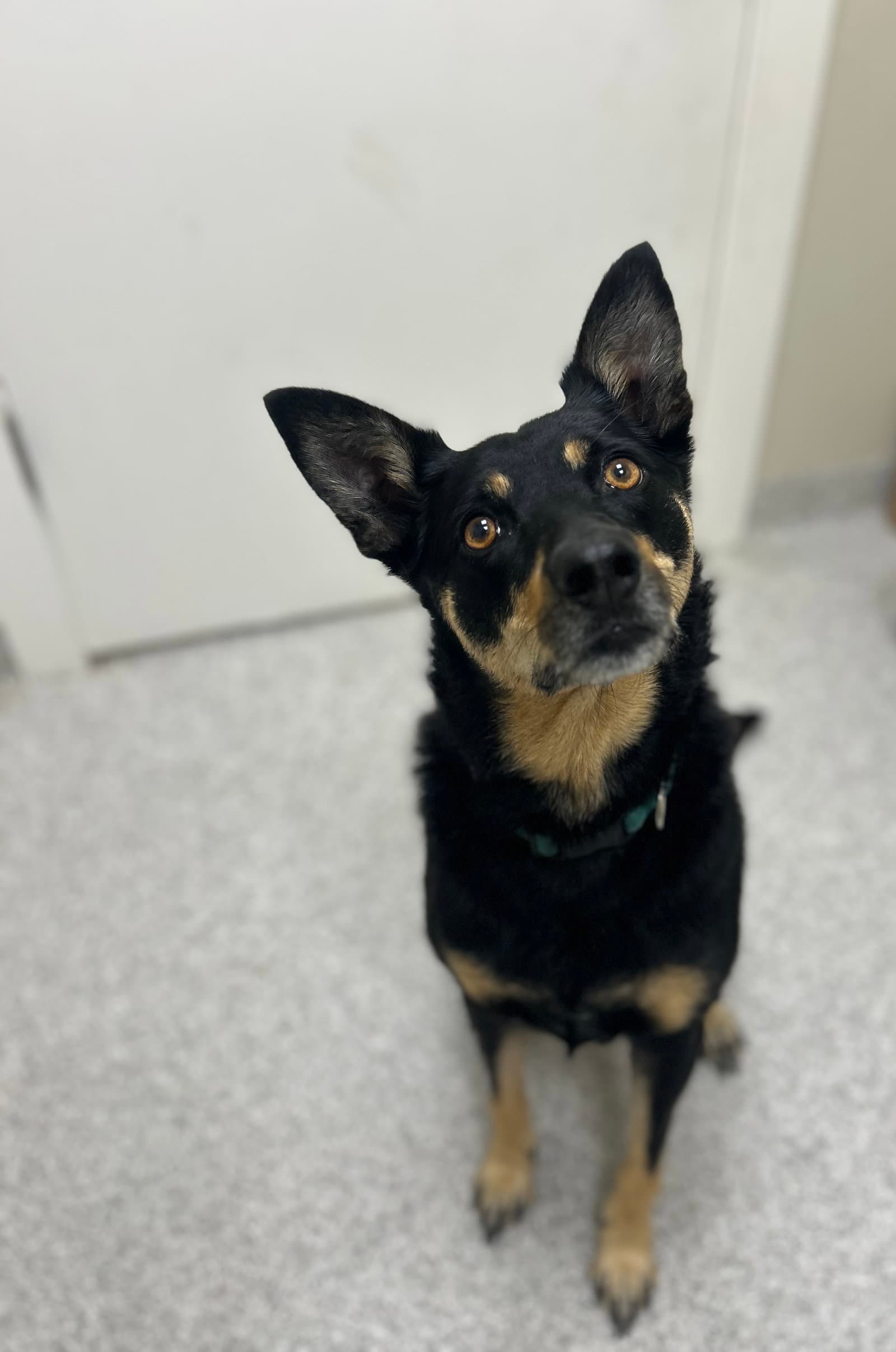 Ziva - Australian Kelpie