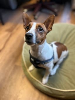 Milo image 1