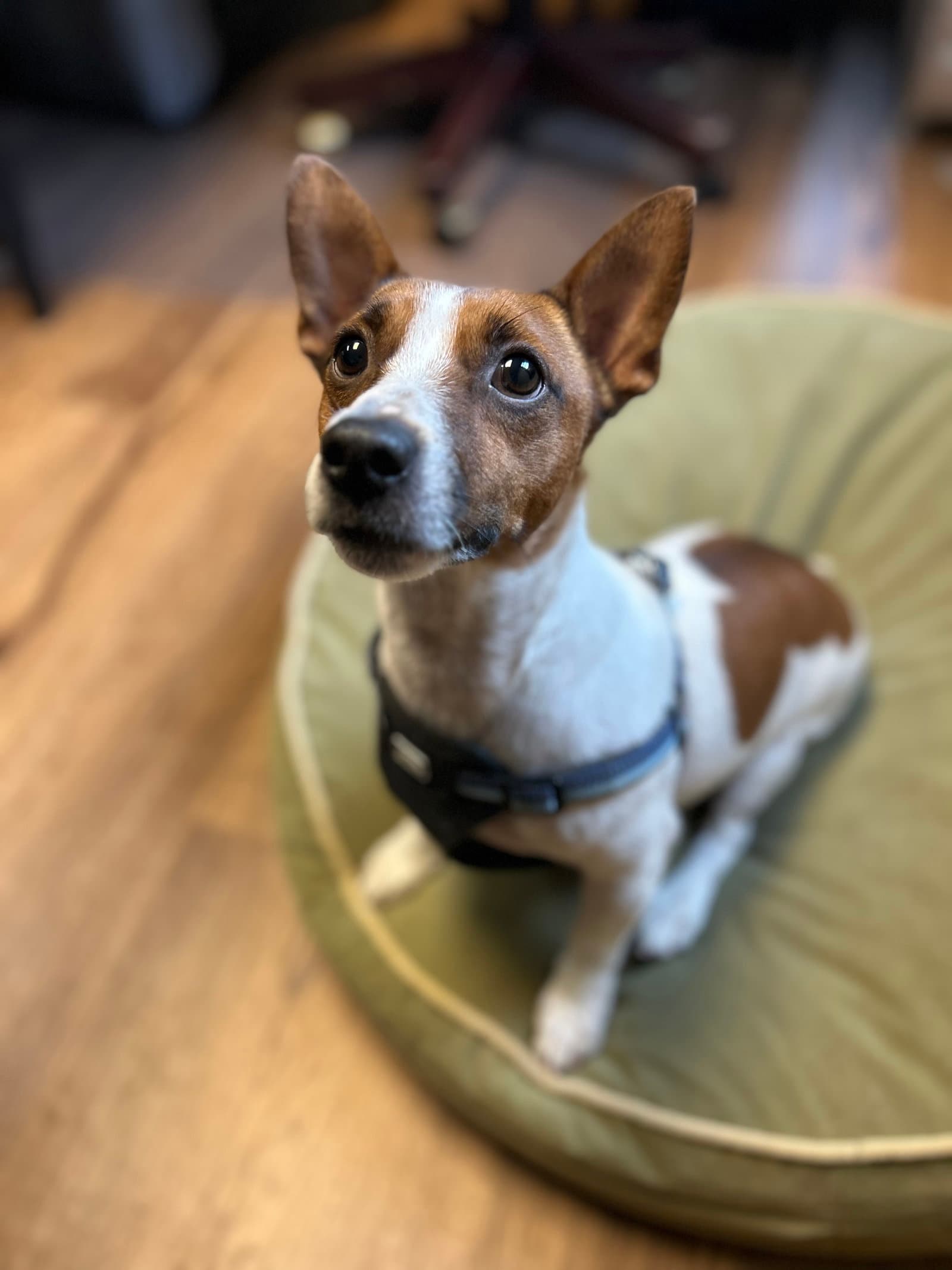 Milo - Jack Russell Terrier