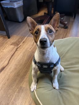 Milo image 2