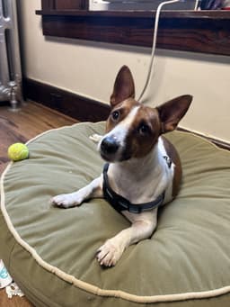 Milo image 3