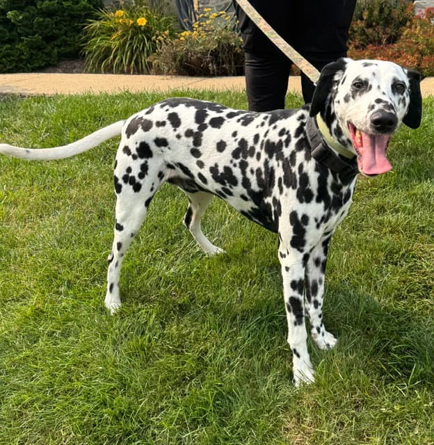 Guinness - Dalmatian