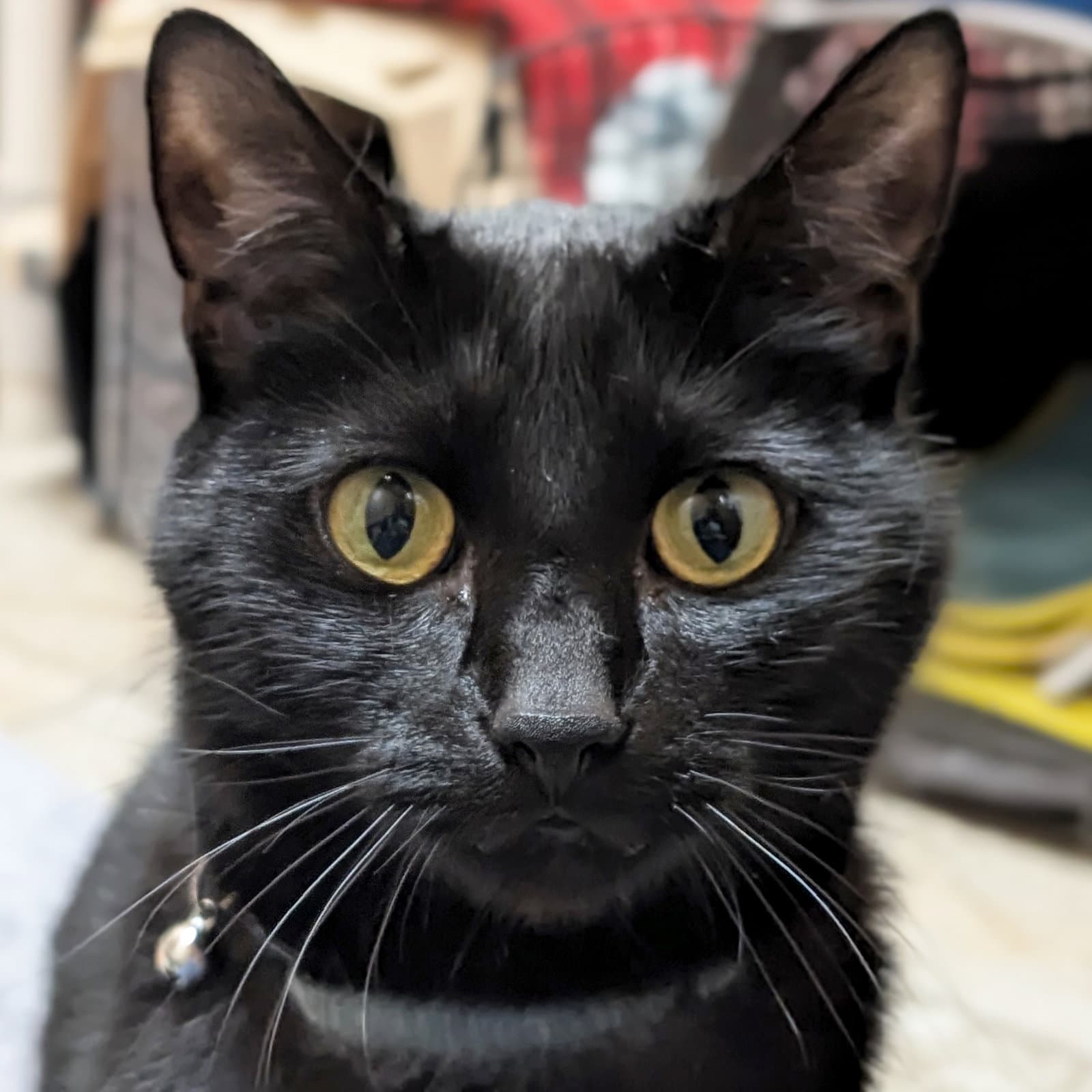Allanon - Reduced Fee - Domestic Short Hair