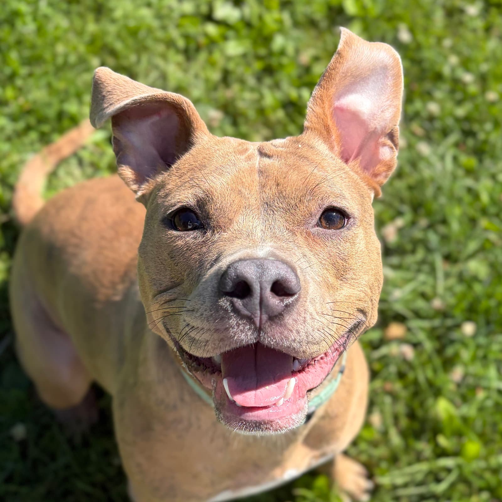 Bridget - Terrier